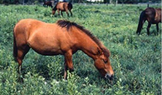 澳門馬免費(fèi)料期期公開(kāi)，深度解析與SEO優(yōu)化策略探討，澳門馬免費(fèi)料期期公開(kāi)深度解析及SEO優(yōu)化策略探討